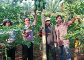 Dewan Sarankan Budidaya Pepaya Dapat Menggantikan Sawit