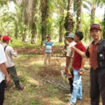 Kelompok Tani Kelapa Sawit Seluma Ikuti Program Replanting