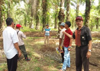 Kelompok Tani Kelapa Sawit Seluma Ikuti Program Replanting