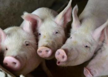 Tiga Desa Antisipasi Penyebaran Virus Demam Babi