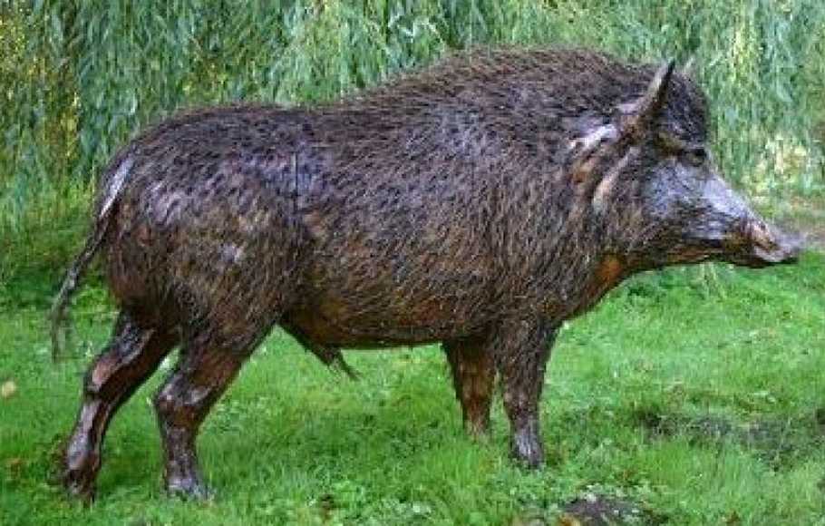 Warga Seluma Tewas Diseruduk Babi Hutan