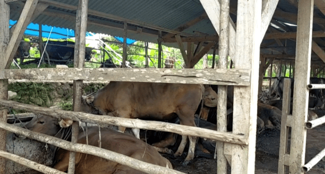 Covid, Penjualan Hewan Kurban Menurun